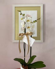 Cargar imagen en el visor de la galería, orquídea
